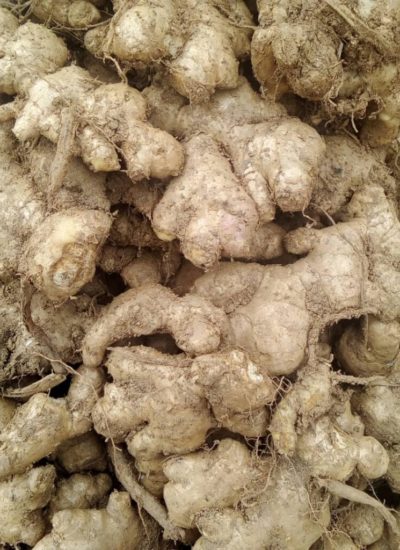 fresh-ginger-exporter-in-nigeria-palmadex-768x1024